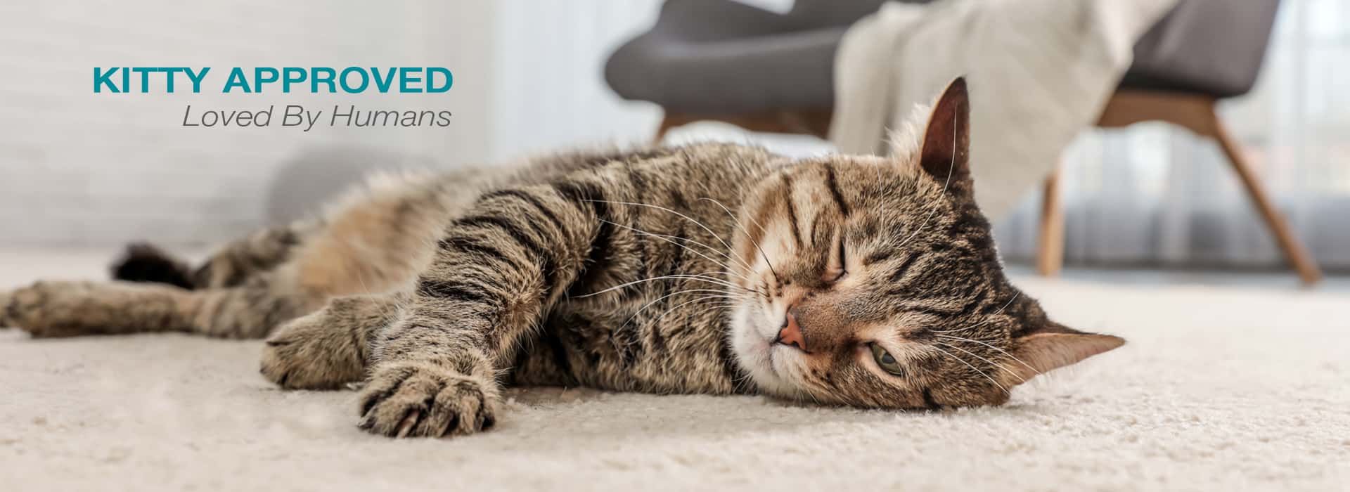 tiger-striped cat lounging on plush pet-friendly beige carpet